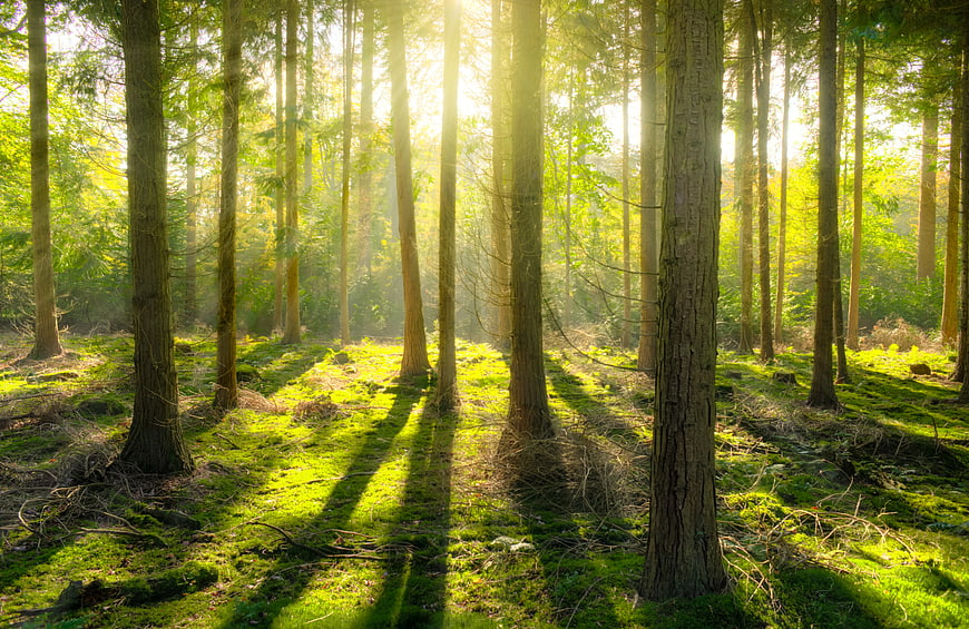 Sunlight streaming through tall pine trees in a green forest