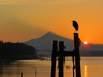 Silhouette of Heron on Post with Mount Fuji at Sunset