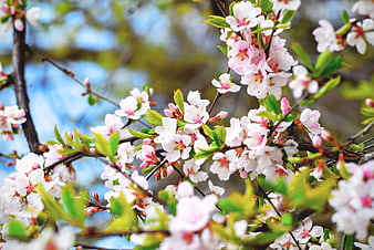 Close-up of pink and white cherry blossoms in spring