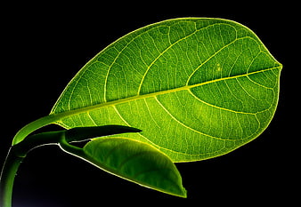 Backlit Green Leaf Macro Photography on Black Background