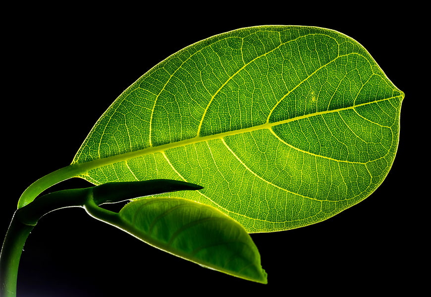 Backlit Green Leaf Macro Photography on Black Background