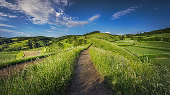 Dirt path winding through green rolling hills and vineyards