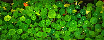 Top View of Vibrant Green Nasturtium Leaves Pattern