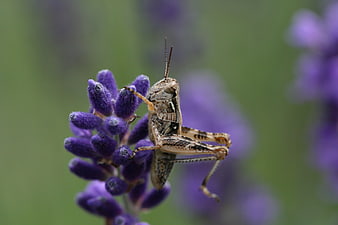 Macro shot of a grasshopper on purple lavender flower