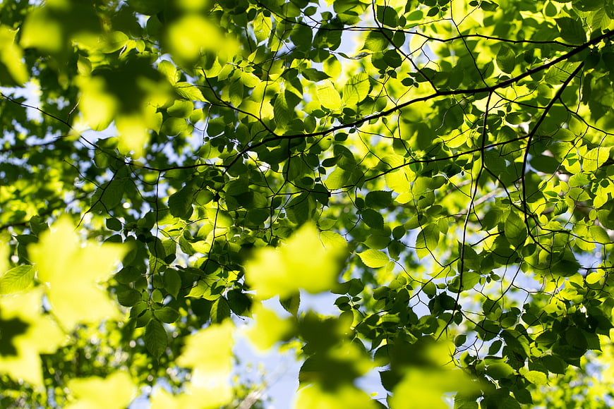 Sunlit green leaves canopy against blue sky background