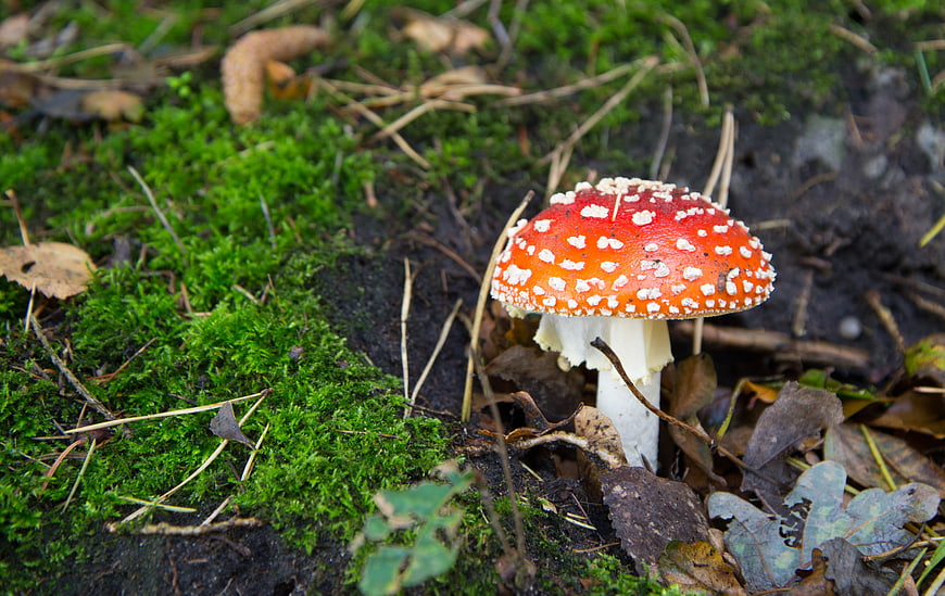 Red Fly Agaric Mushroom with White Spots in Mossy Forest