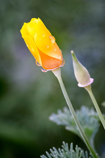 Yellow Poppy Bud with Raindrops on Green Background