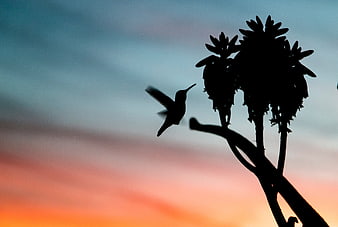 Hummingbird Silhouette Flying Near Agave at Sunset
