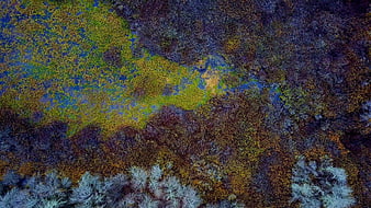 Aerial view of vibrant underwater coral reef ecosystem