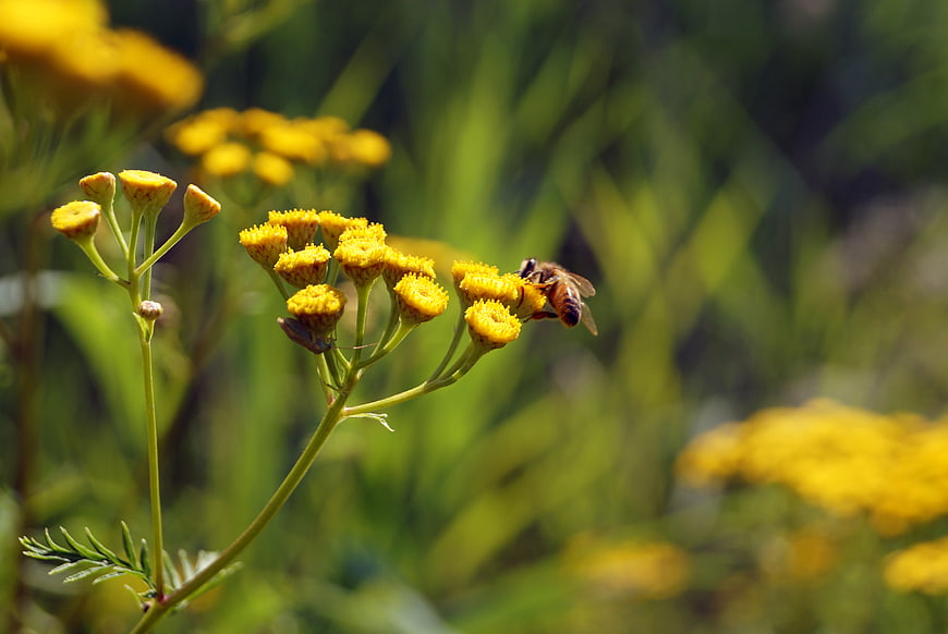 Honeybee Pollinating Yellow Tansy Flowers in Sunlight