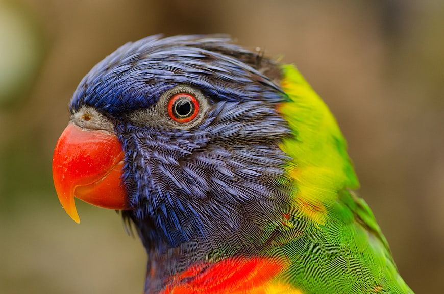 Close-up Portrait of a Rainbow Lorikeet with Blue and Green Feathers