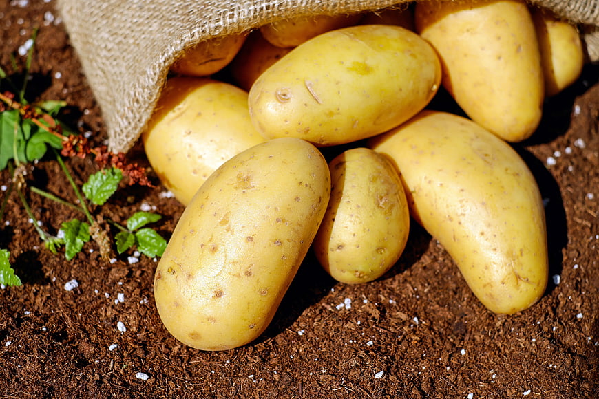 Fresh Yellow Potatoes Spilling from Burlap Sack on Soil