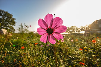 Pink Cosmos Flower in Wild Meadow at Sunset