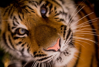 Close-up portrait of a tiger face with intense eyes