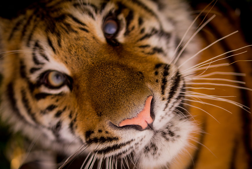 Close-up portrait of a tiger face with intense eyes