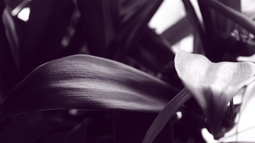 Close-up of textured plant leaves in black and white