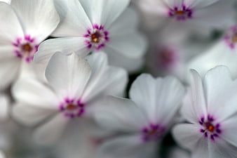 Close-up of white flowers with purple centers and soft focus