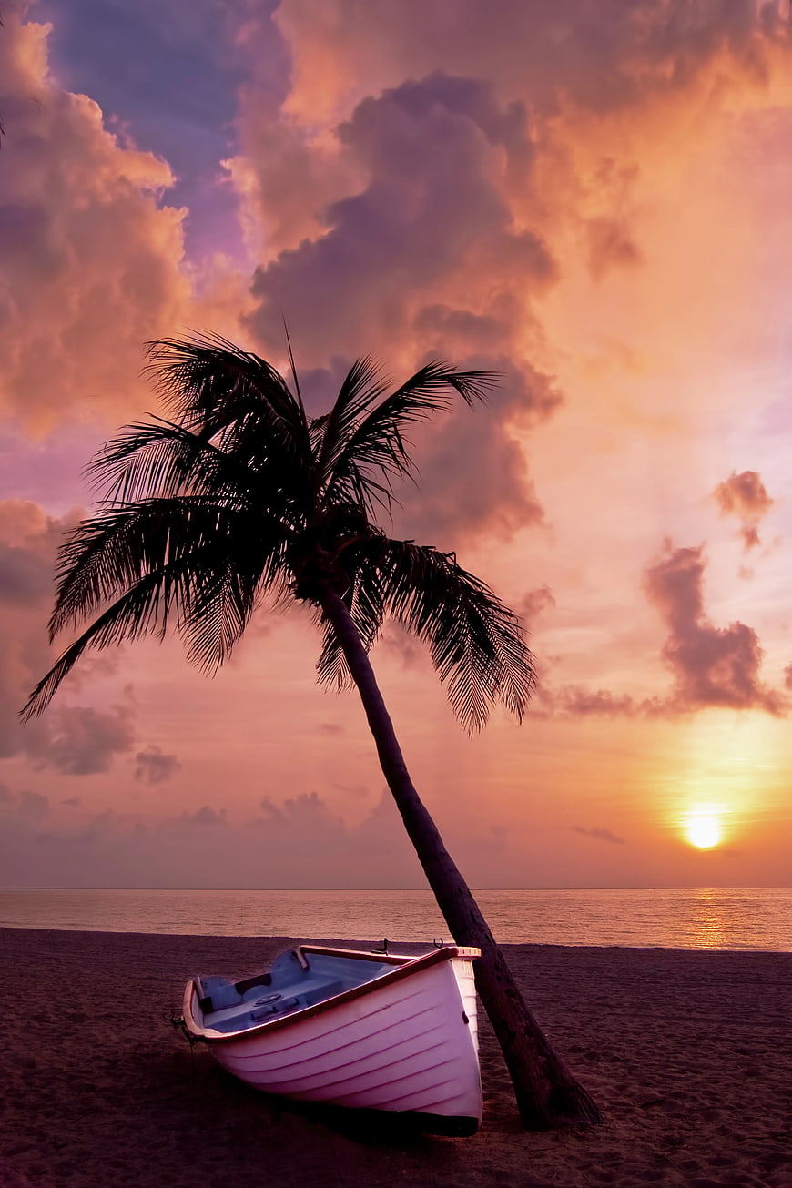 Silhouette of Palm Tree and White Boat on Beach at Sunset