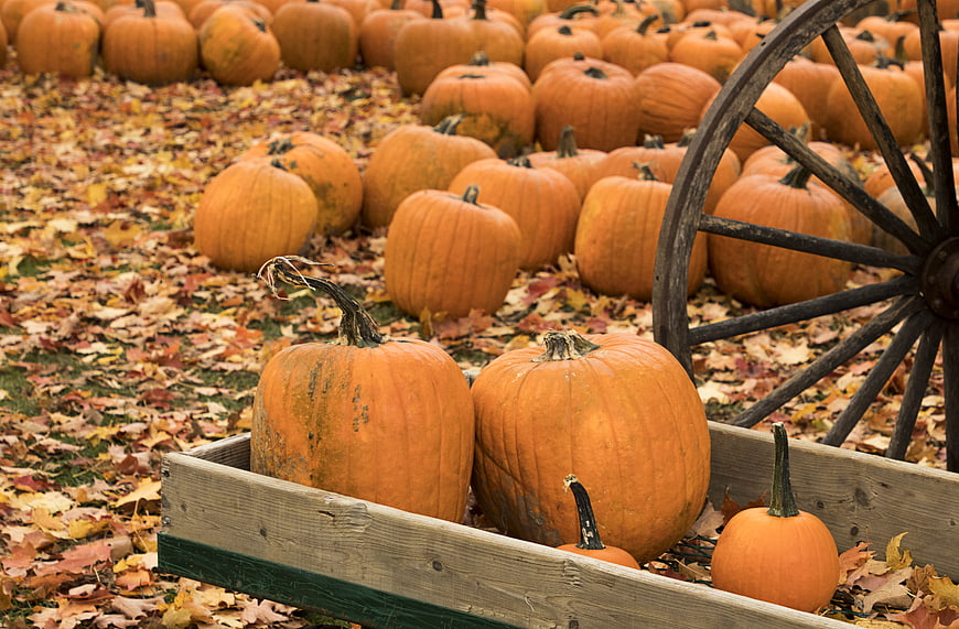 Autumn Pumpkin Patch with Wooden Wagon Wheel and Fall Leaves
