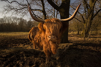 Scottish Highland Cow with Large Horns in Forest