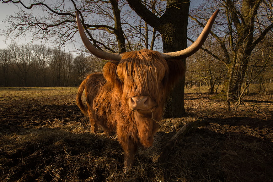 Scottish Highland Cow with Large Horns in Forest