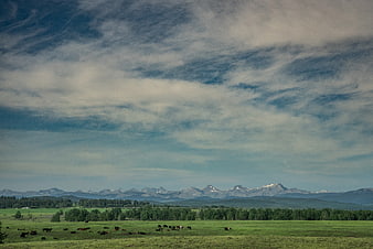 Cattle grazing in green pasture with Rocky Mountains