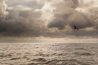 Seagull Flying Over Choppy Ocean Under Dramatic Cloudy Sky