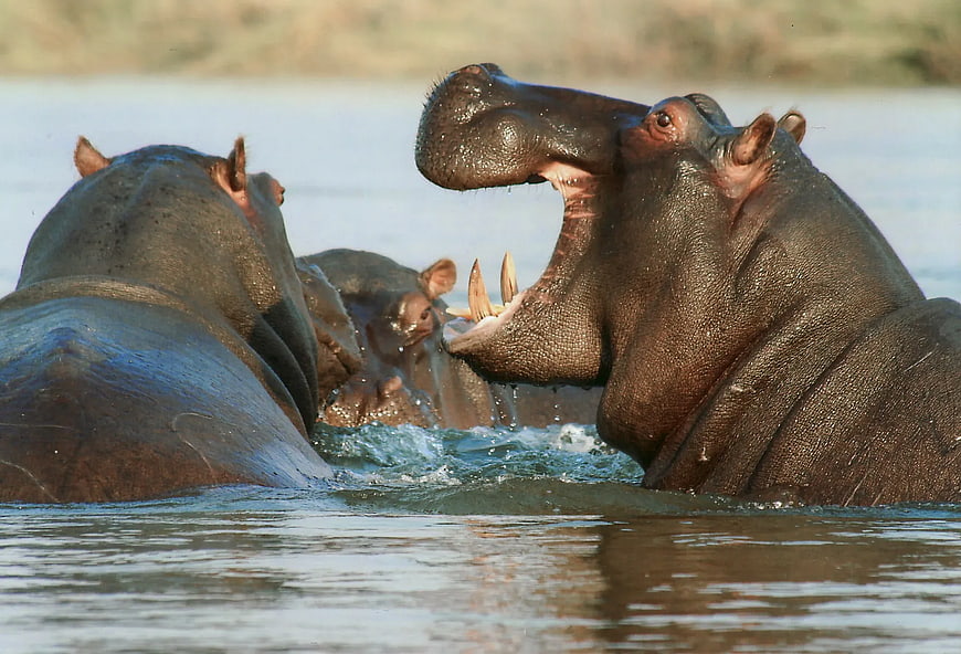 Hippo with open mouth showing teeth in water