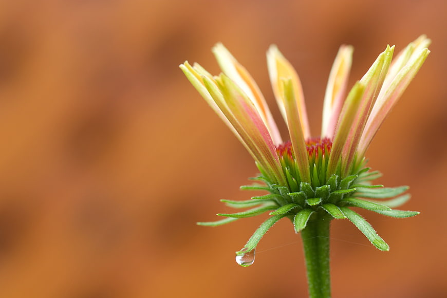 Close-up of a blooming flower bud with a water droplet