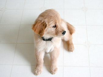 Cute Golden Retriever Puppy on White Tile Floor