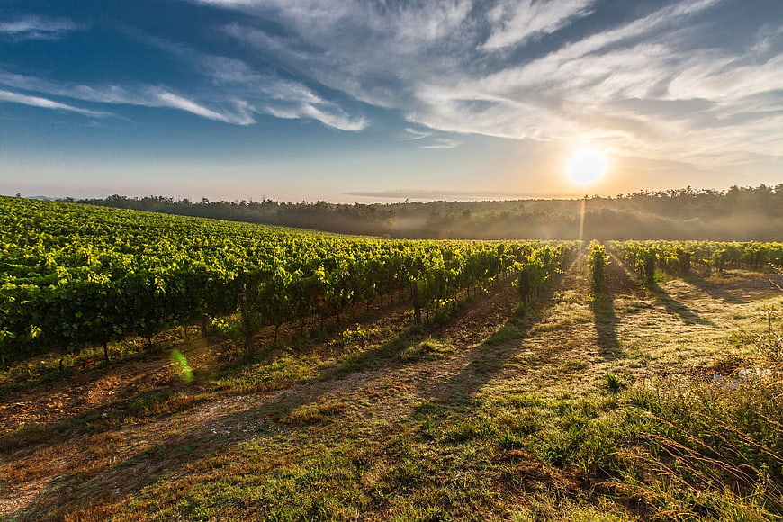 Sunset over Green Vineyard Rows with Misty Forest Background