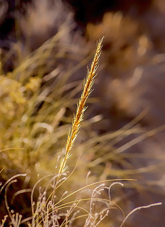 Close-up of golden esparto grass stem in sunlight