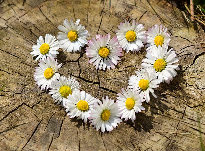White daisies arranged in a heart shape on wood