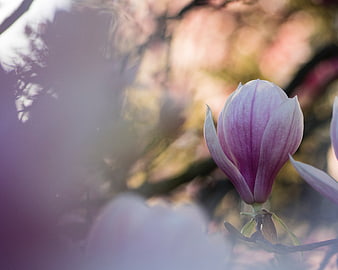 Purple Magnolia Flower Bud in Soft Focus Spring Bloom