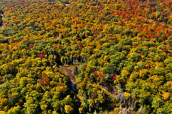 Aerial View of Vibrant Autumn Forest with Colorful Foliage