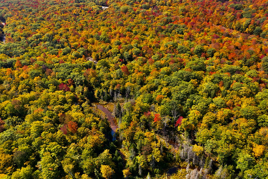 Aerial View of Vibrant Autumn Forest with Colorful Foliage