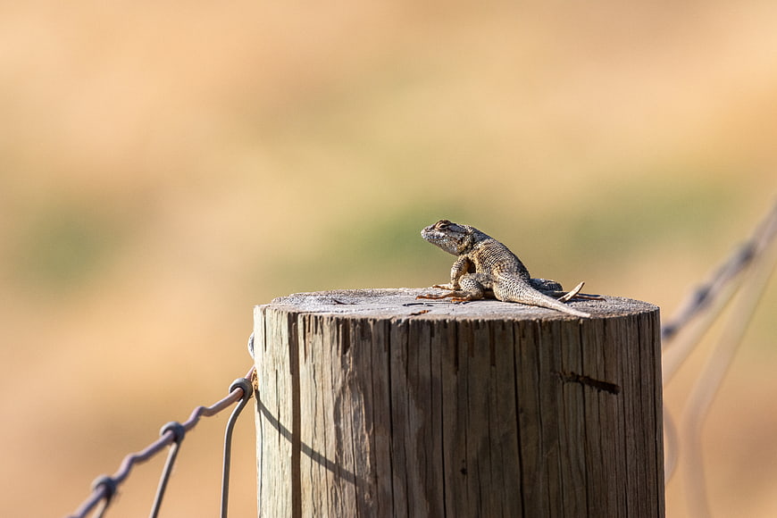 Lizard perched on wooden fence post in sunny field