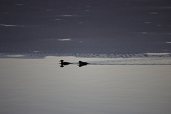 Silhouetted ducks swimming in icy winter lake water