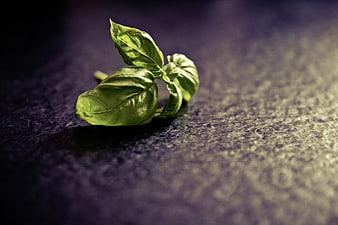 Fresh Basil Sprig on Dark Textured Background