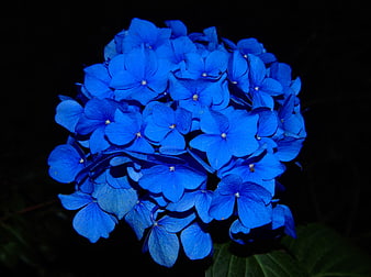 Vibrant Blue Hydrangea Flower Close-Up on Black Background