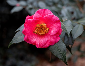 Vibrant Pink Camellia Flower Close-Up with Green Leaves