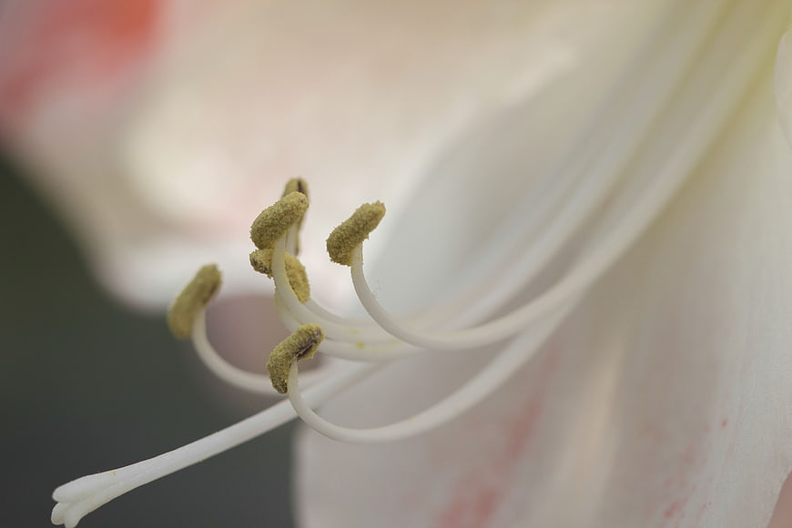 Macro Close-Up of White Flower Stamen and Pollen