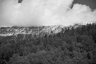 Black and white mountain landscape with snow and forest