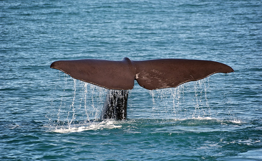 Whale Tail Fluke Diving into Blue Ocean Water