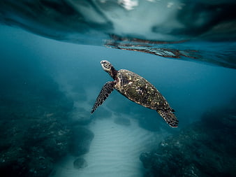 Sea turtle swimming underwater near surface in blue ocean