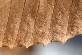 Macro Texture of Dried Brown Leaf with Veins