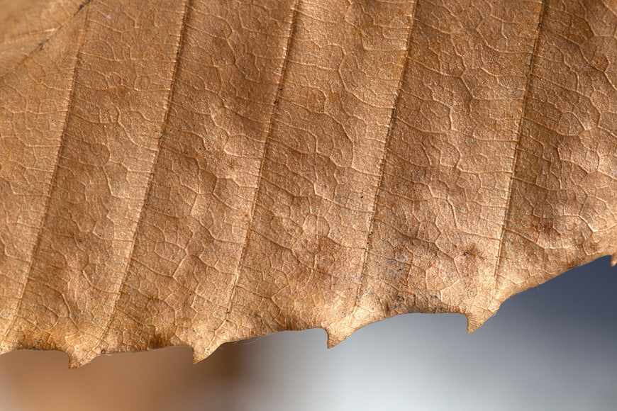 Macro Texture of Dried Brown Leaf with Veins