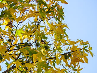 Yellow and green autumn leaves against blue sky