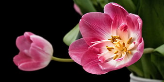 Pink and White Tulip Close-Up on Black Background