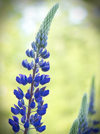 Vertical Blue Lupine Flower with Green Background